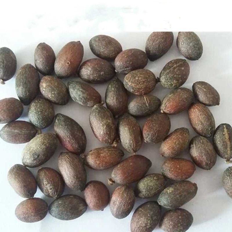 葵树子野生葵树子中药材大果葵树籽