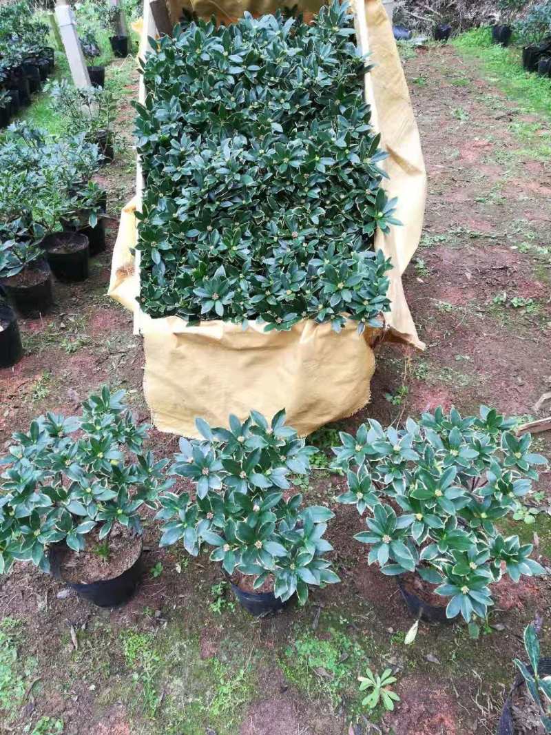 金边瑞香年宵花带香味各规格金边瑞香花卉绿植