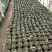 金边瑞香年宵花带香味各规格金边瑞香花卉绿植