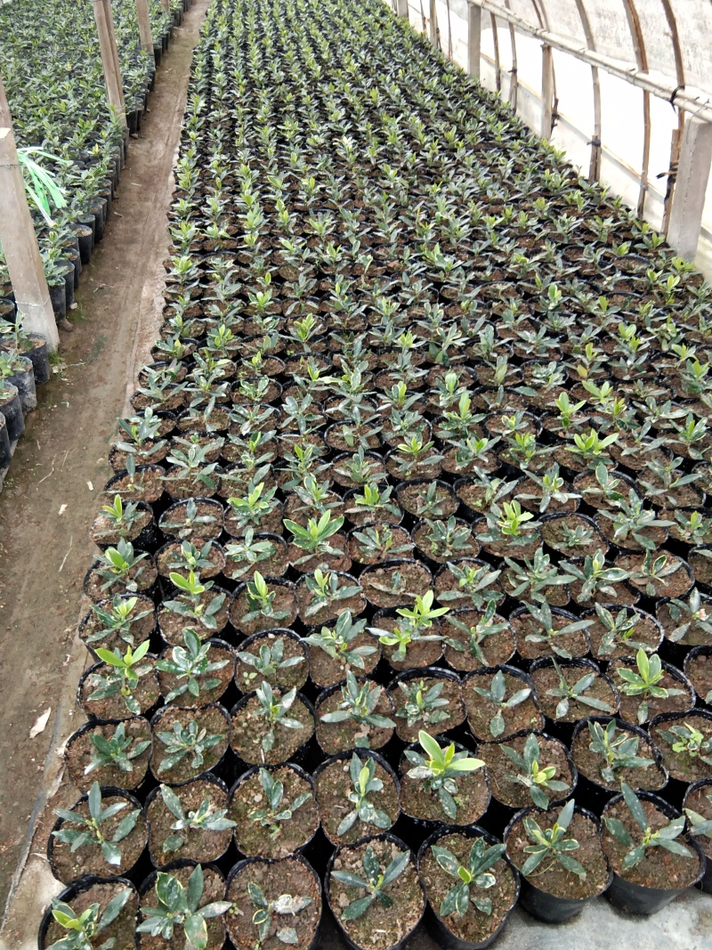 金边瑞香年宵花带香味各规格金边瑞香花卉绿植