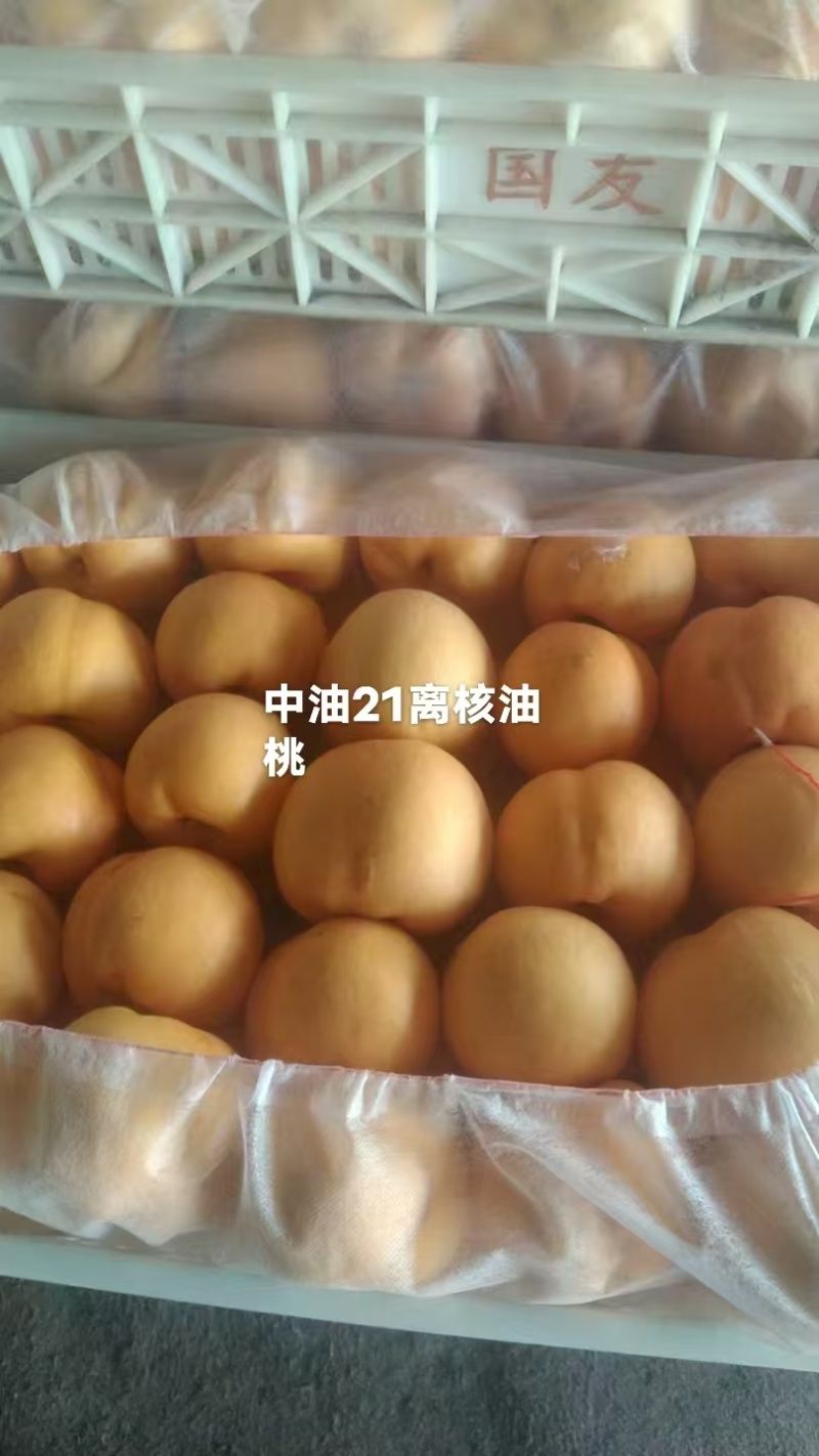 中油21即将上市