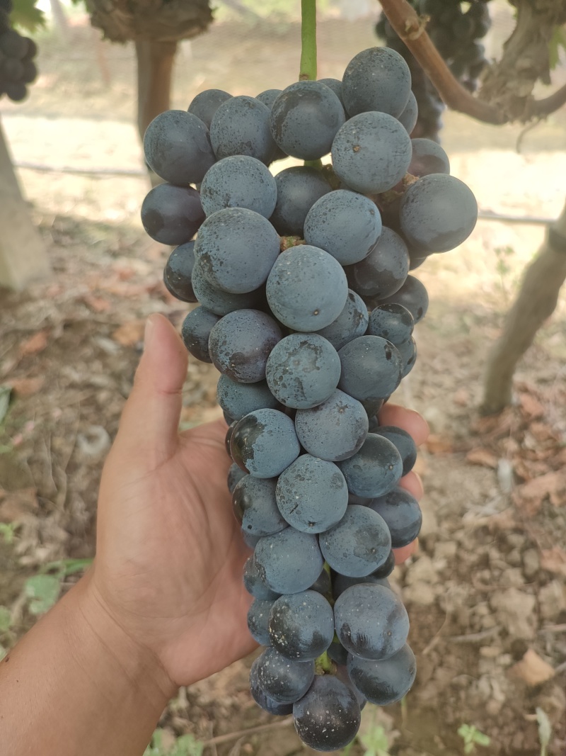 夏黑巨峰蓝宝石阳光玫瑰陆续上市！产地大量有货！！！