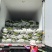 精品香芹35到70公分都有