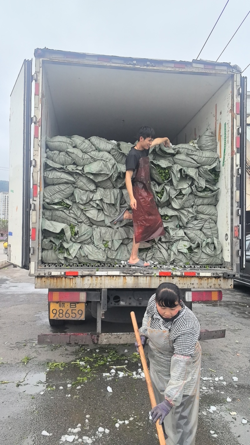 精品香芹35到70公分都有