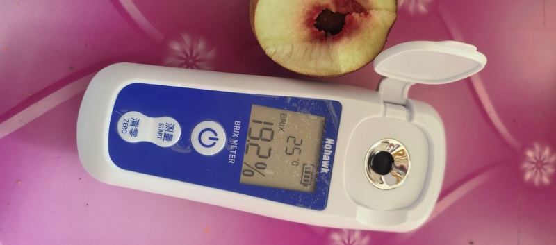 珍珠枣油桃，联系电话***********，微信同号