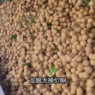 龙眼