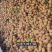 龙眼