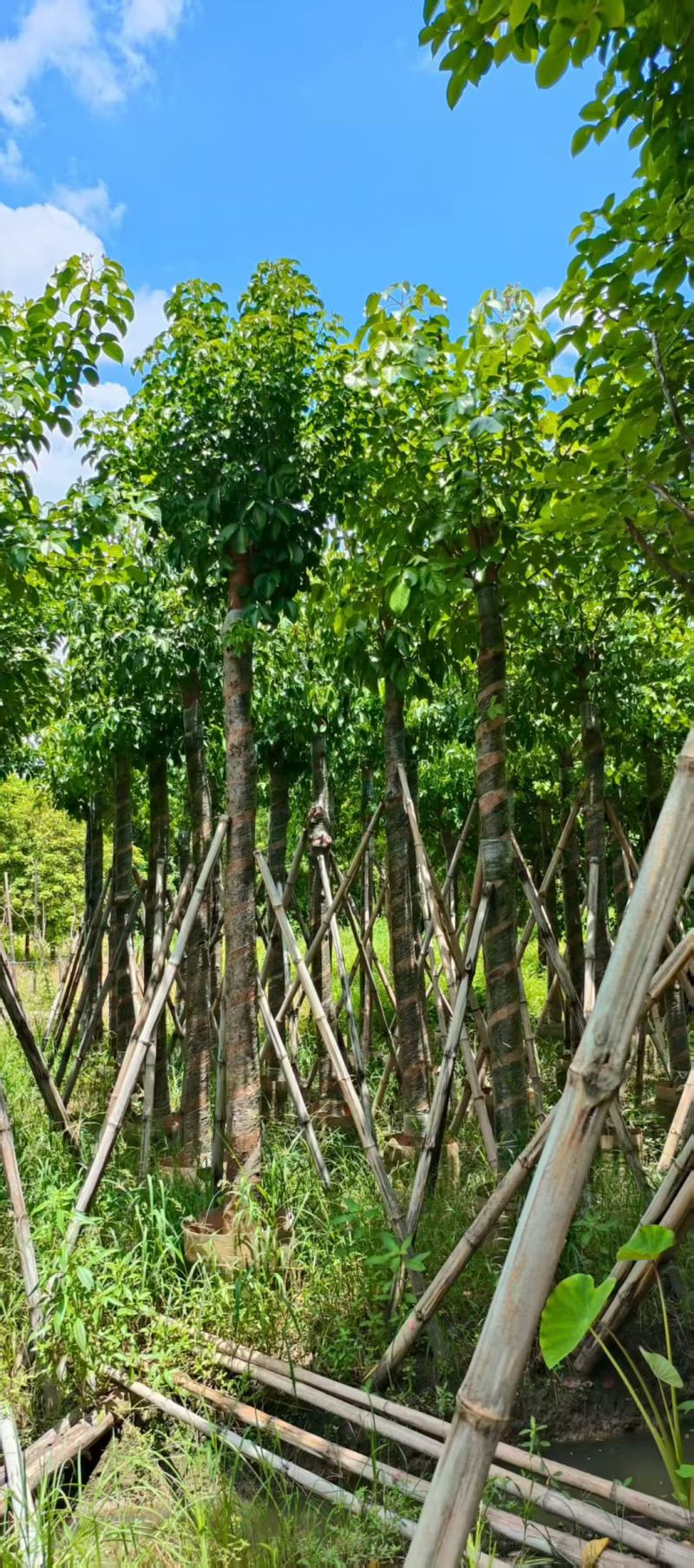 秋枫12-14分
