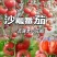越夏口感大粉西红柿苗，沙瓤口感好耐裂产量高，抗病毒抗死棵