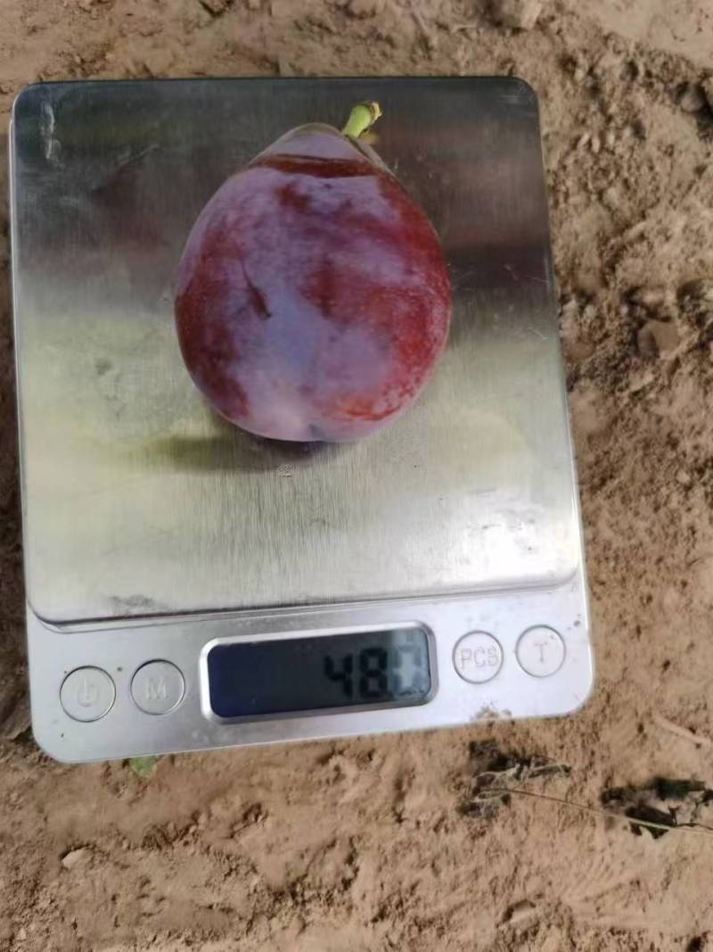 新疆西梅伽师特级果本地直发不是其他地方货