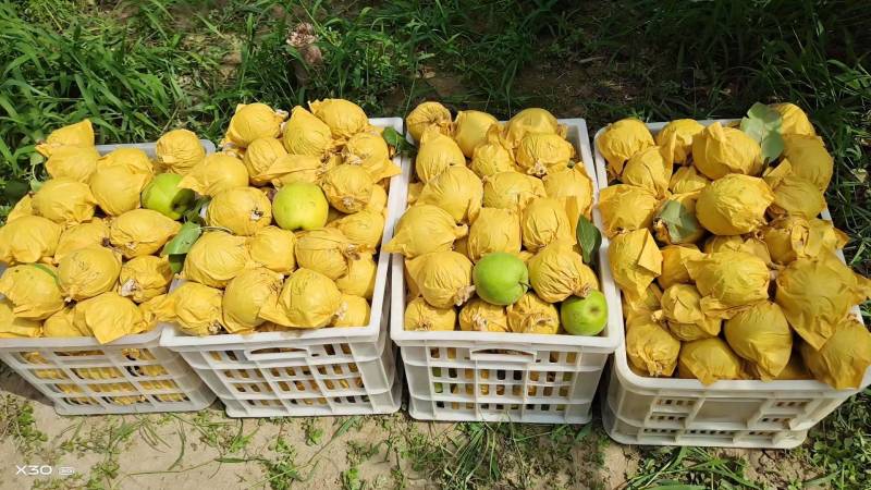 江苏徐州脆冠梨