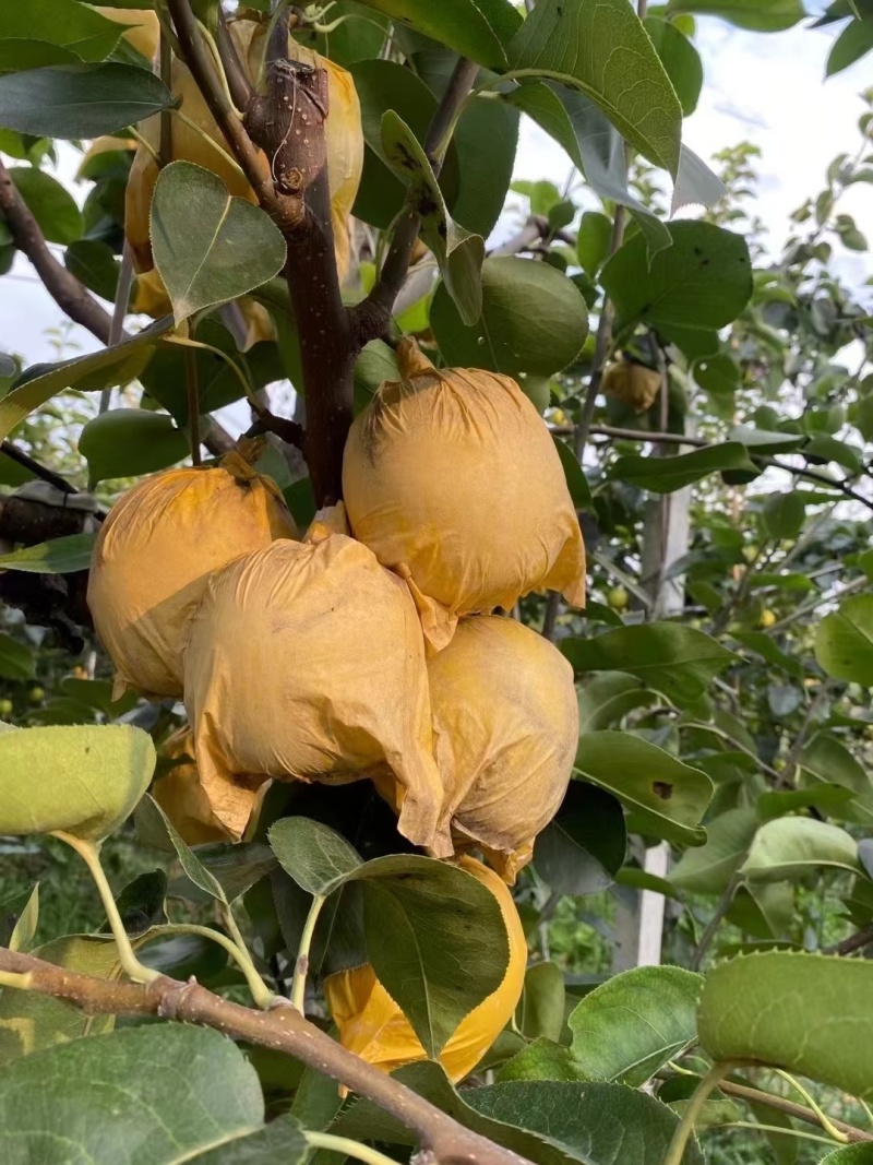 江苏徐州脆冠梨
