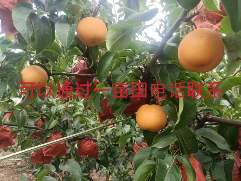 秋月梨今日上市，套袋果面干净，酥脆无渣