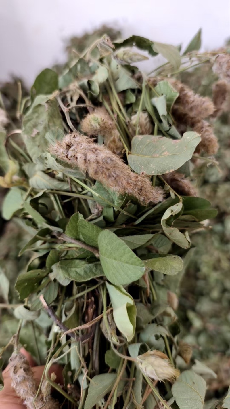 25年8月新货狸尾草扎捆晒干带花带尾巴量大优惠产地直销