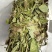 25年8月新货狸尾草扎捆晒干带花带尾巴量大优惠产地直销
