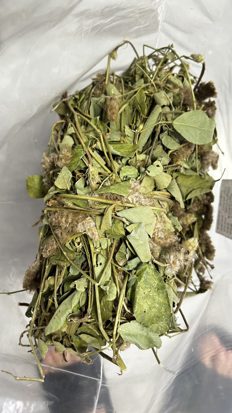 25年8月新货狸尾草扎捆晒干带花带尾巴量大优惠产地直销