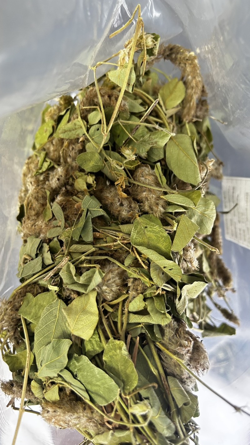 25年8月新货狸尾草扎捆晒干带花带尾巴量大优惠产地直销