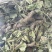 25年8月新货狸尾草扎捆晒干带花带尾巴量大优惠产地直销