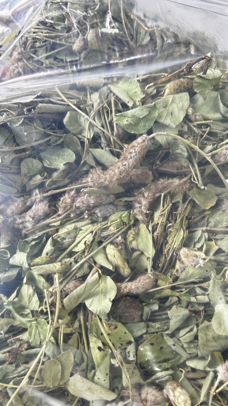 25年8月新货狸尾草扎捆晒干带花带尾巴量大优惠产地直销