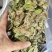 25年8月新货狸尾草扎捆晒干带花带尾巴量大优惠产地直销