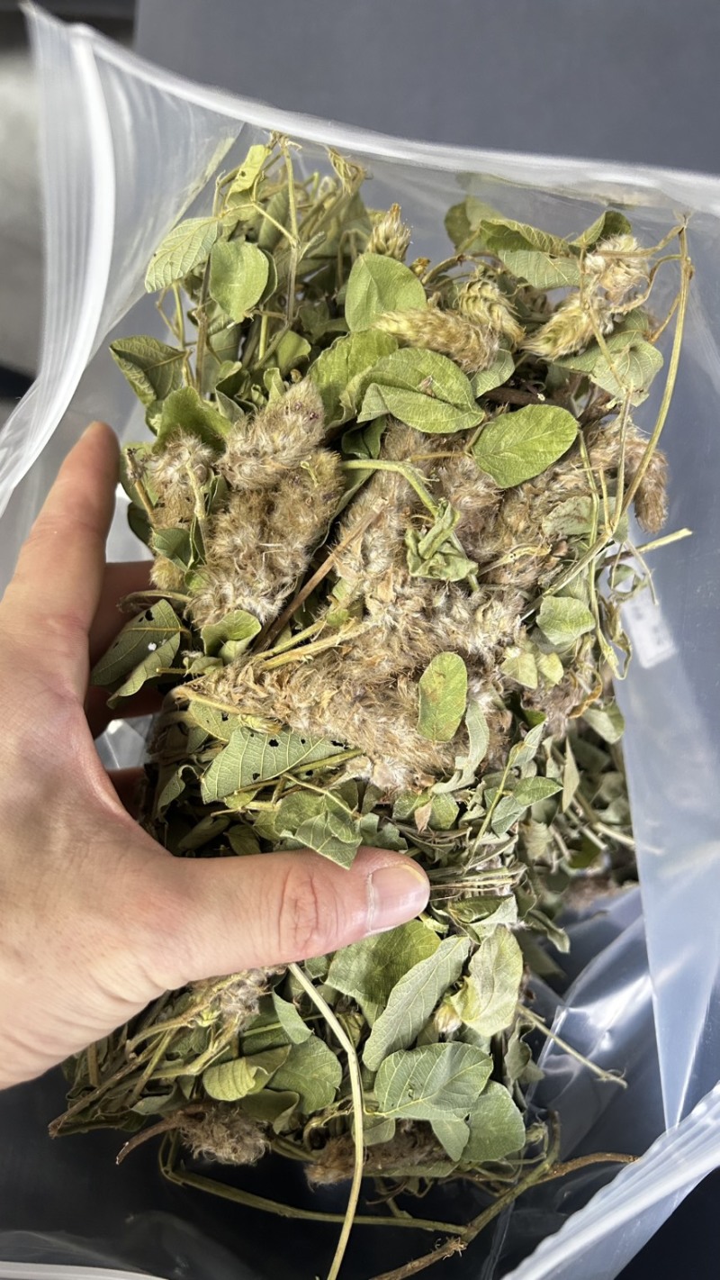 25年8月新货狸尾草扎捆晒干带花带尾巴量大优惠产地直销
