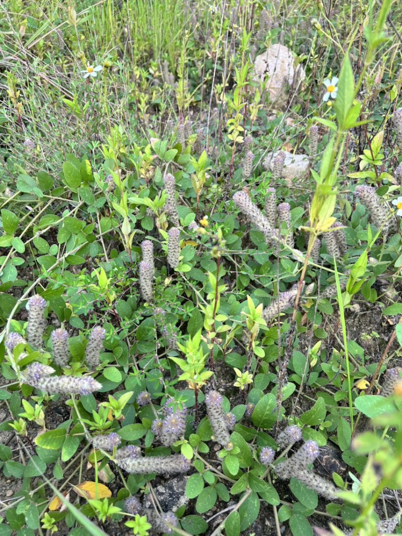 25年8月新货狸尾草扎捆晒干带花带尾巴量大优惠产地直销