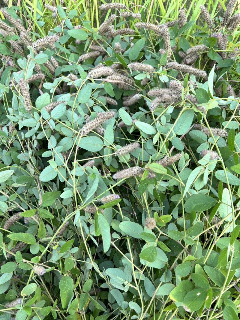 25年8月新货狸尾草扎捆晒干带花带尾巴量大优惠产地直销