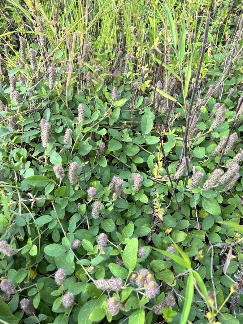 25年8月新货狸尾草扎捆晒干带花带尾巴量大优惠产地直销