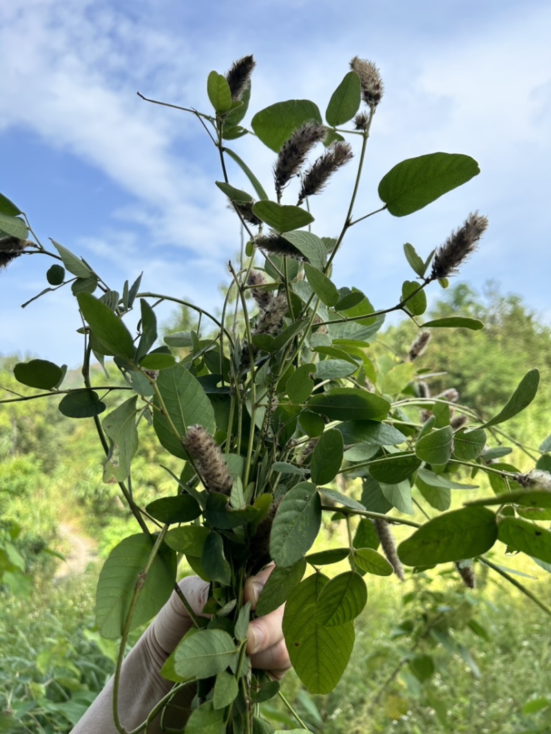 25年8月新货狸尾草扎捆晒干带花带尾巴量大优惠产地直销