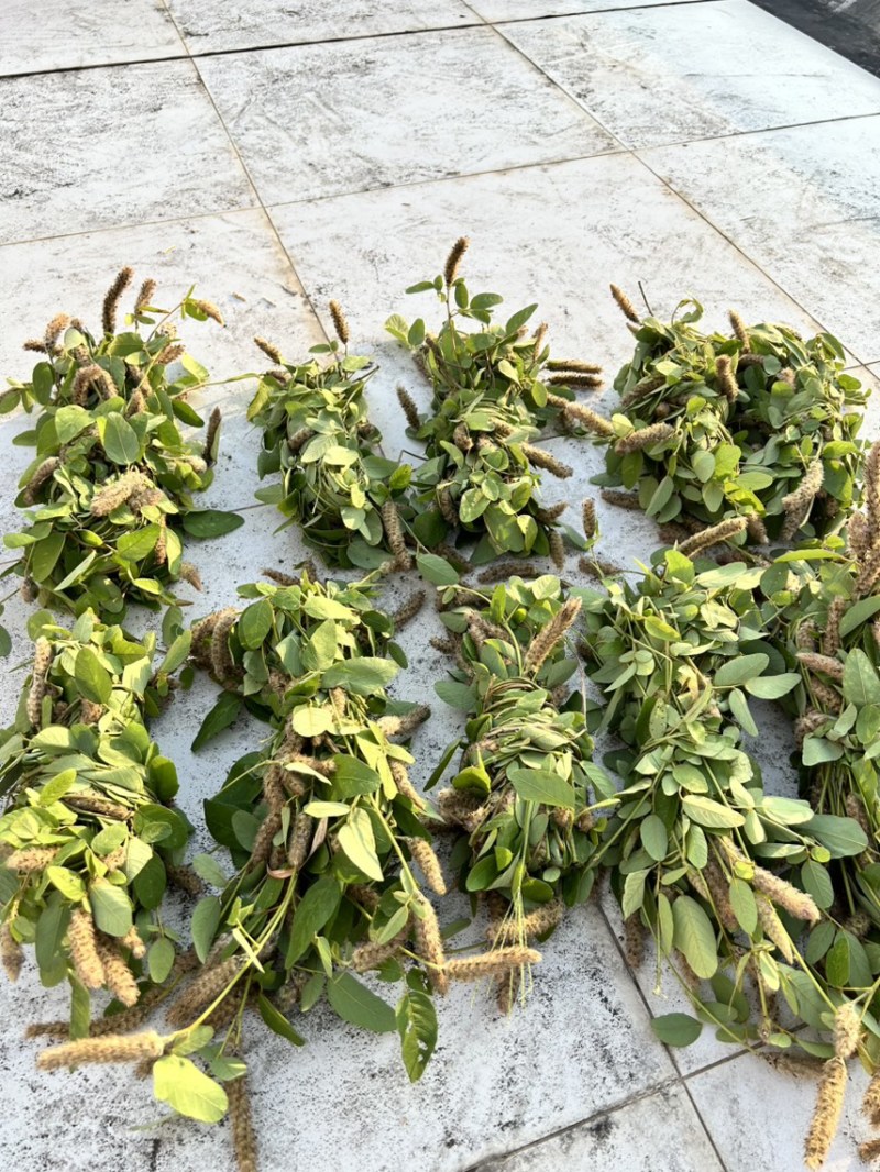 25年8月新货狸尾草扎捆晒干带花带尾巴量大优惠产地直销