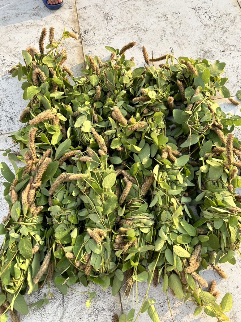 25年8月新货狸尾草扎捆晒干带花带尾巴量大优惠产地直销