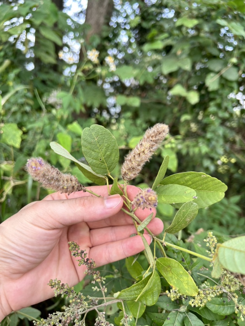 25年8月新货狸尾草扎捆晒干带花带尾巴量大优惠产地直销