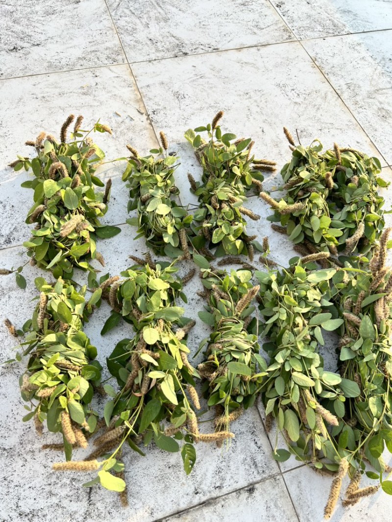 25年8月新货狸尾草扎捆晒干带花带尾巴量大优惠产地直销