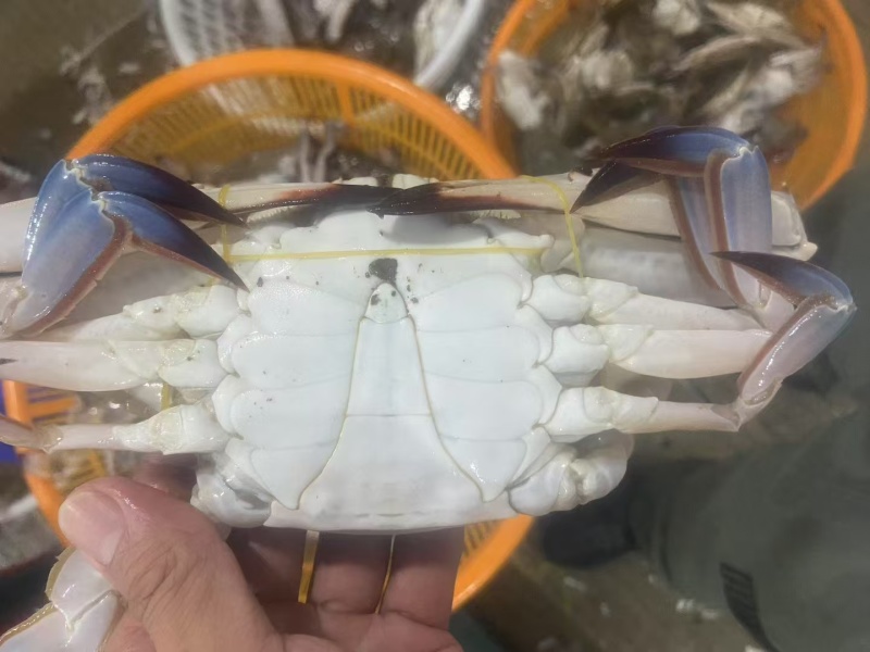 江苏精品梭子蟹，一件代发，一手货源。