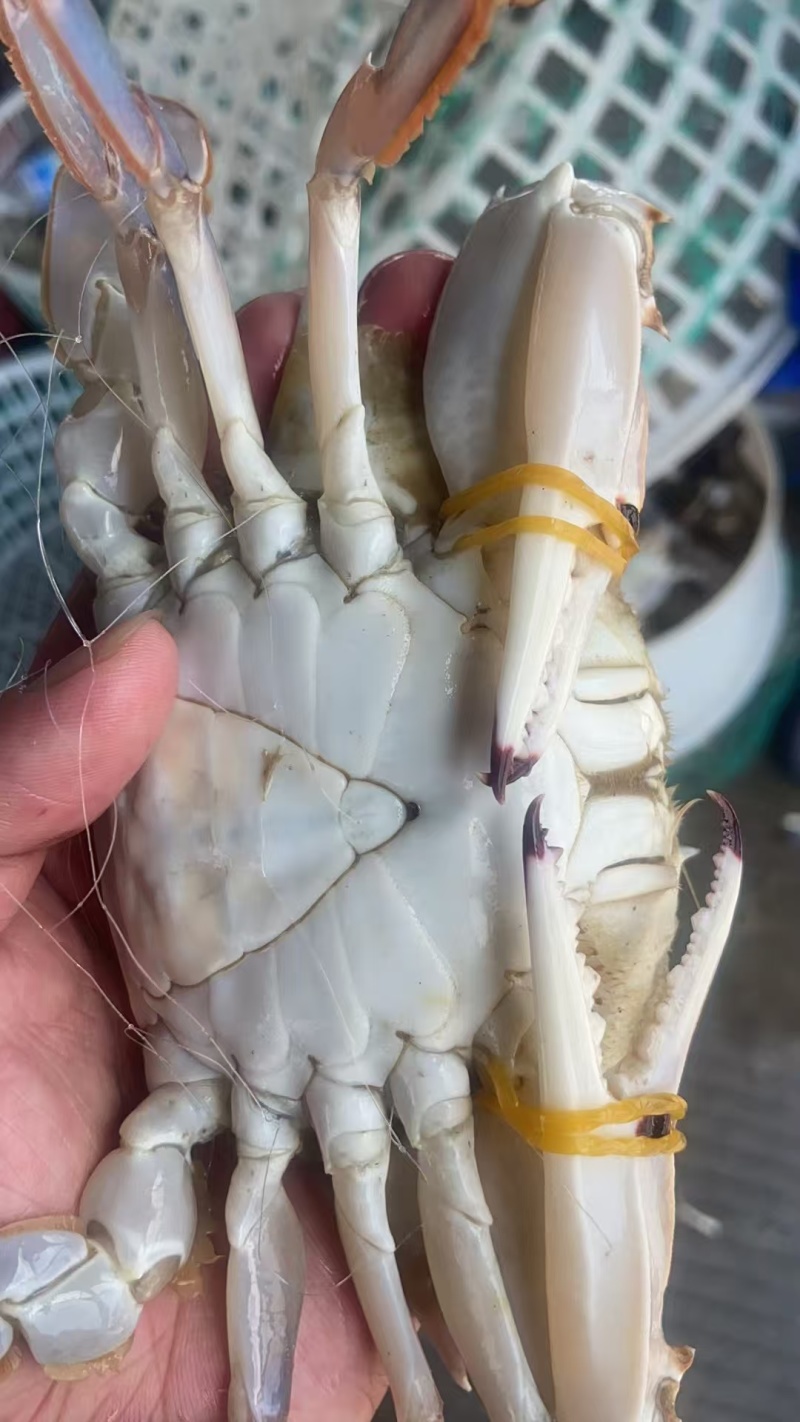 江苏精品梭子蟹，一件代发，一手货源。