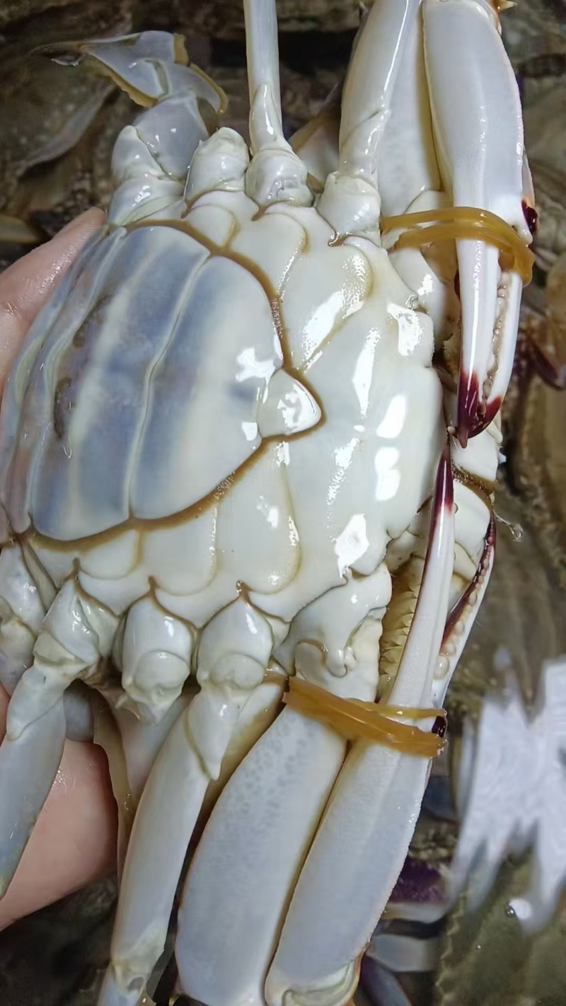 江苏精品梭子蟹，一件代发，一手货源。