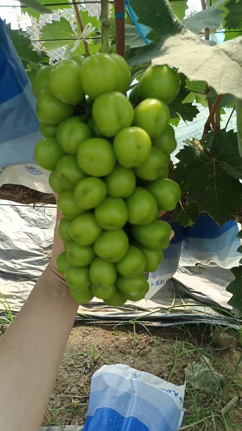 【推荐】阳光玫瑰葡萄
