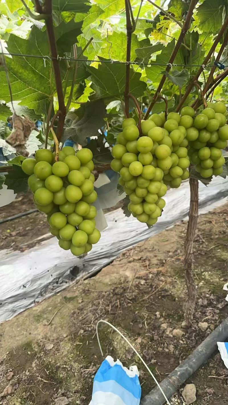 【推荐】阳光玫瑰葡萄