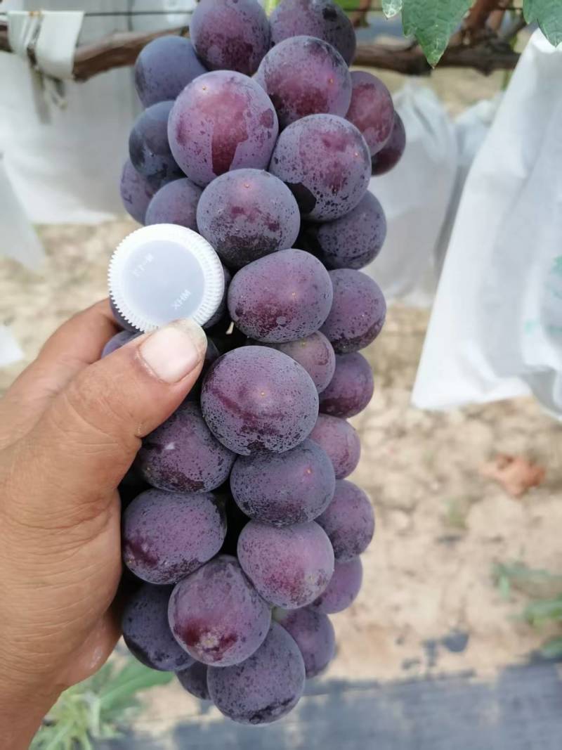 巨峰葡萄产地直供