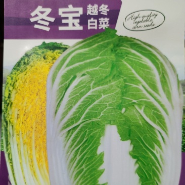 冬宝寒绿103越冬黄心矮颗大白菜耐寒黄心矮颗