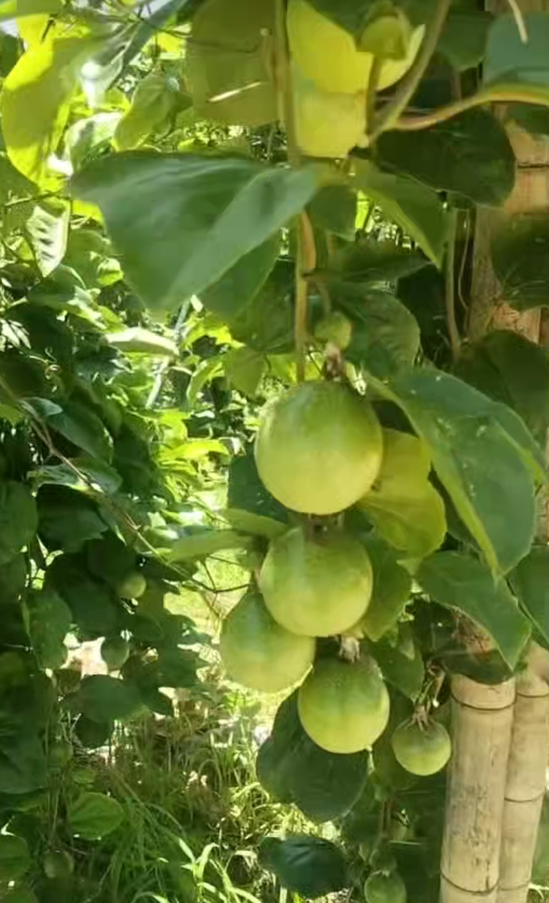 钦蜜9号百香果。