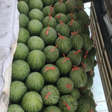 秋季精品吊瓜上市口感好原产地采摘