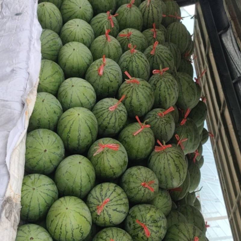 秋季精品吊瓜上市口感好原产地采摘