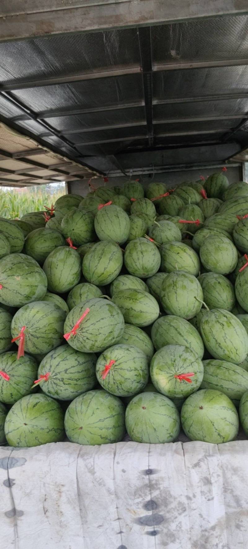 秋季精品吊瓜上市口感好原产地采摘