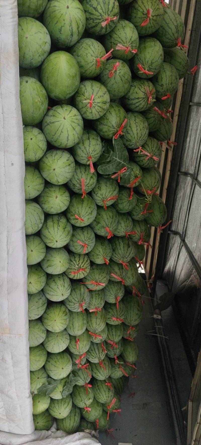 秋季精品吊瓜上市口感好原产地采摘