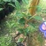 供应赤丹山茶花小苗五色赤丹香妃茶花苗等各品种茶袋苗