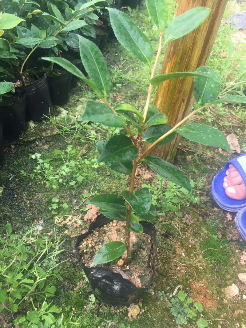 供应赤丹山茶花小苗五色赤丹香妃茶花苗等各品种茶袋苗