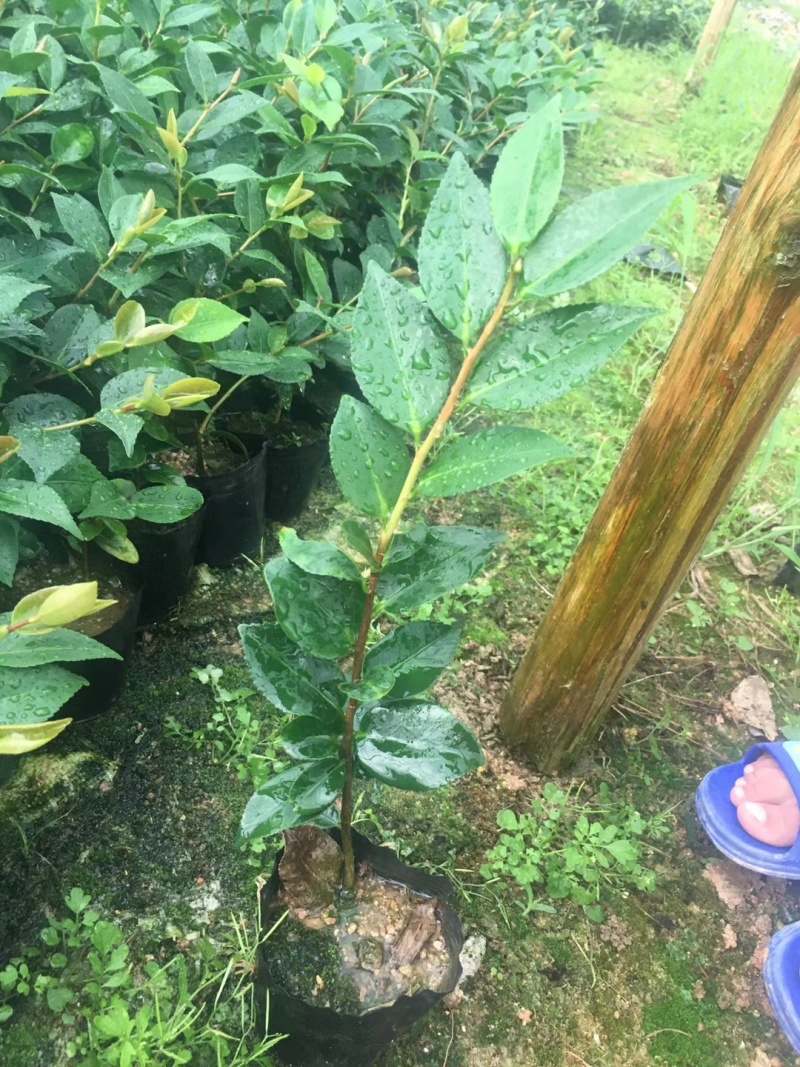 供应赤丹山茶花小苗五色赤丹香妃茶花苗等各品种茶袋苗