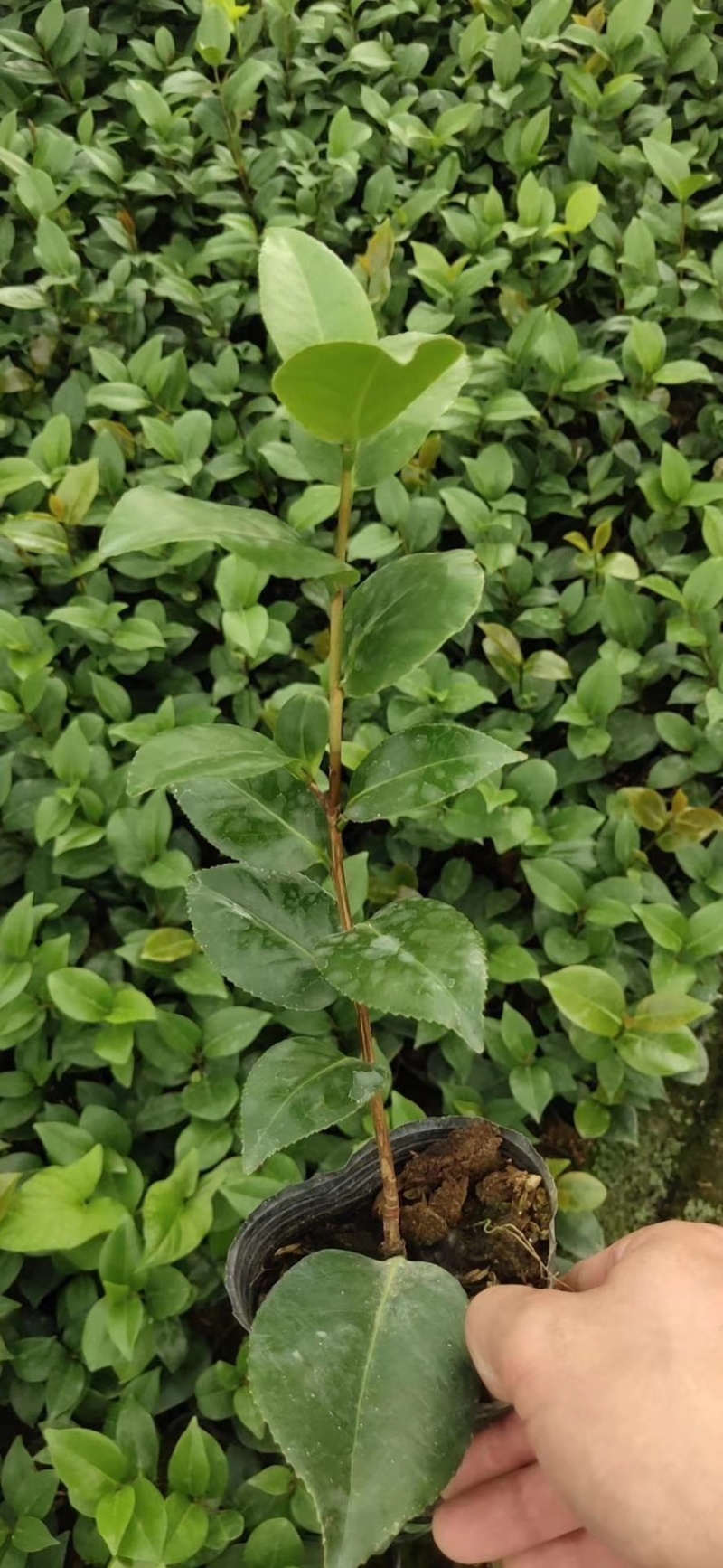 供应赤丹山茶花小苗五色赤丹香妃茶花苗等各品种茶袋苗