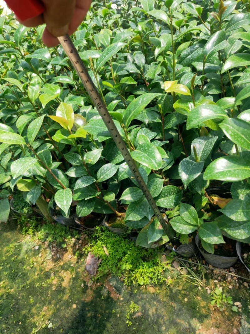 供应赤丹山茶花小苗五色赤丹香妃茶花苗等各品种茶袋苗